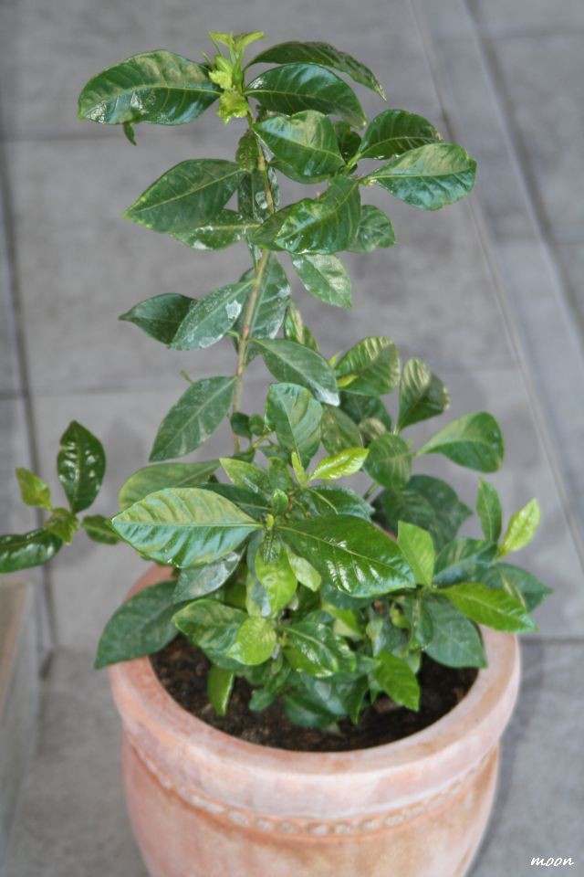 gardenija